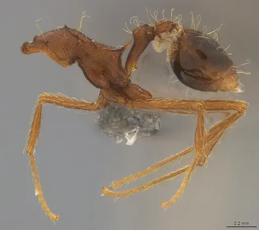 Strumigenys trudifera specimen CASENT4036195 image casent4036195_2
