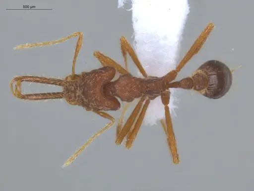 Strumigenys trudifera specimen ECOFOG-IT14-0820-103 image ecofog-it14-0820-103_1