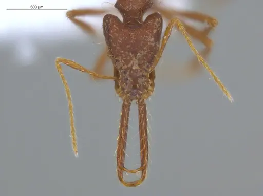 Strumigenys trudifera specimen ECOFOG-IT14-0820-103 image ecofog-it14-0820-103_2