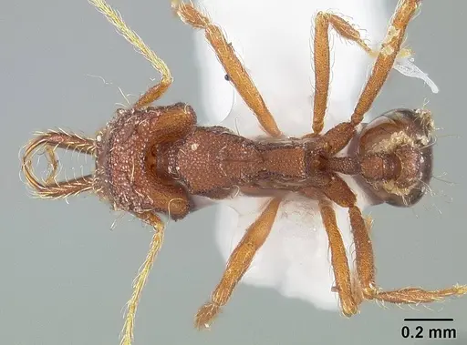 Strumigenys trudifera specimen USNMENT01124314 image usnment01124314_1