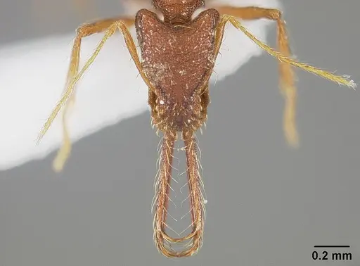 Strumigenys trudifera specimen USNMENT01124314 image usnment01124314_2