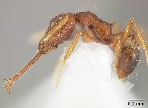 Strumigenys trudifera specimen USNMENT01124314 image usnment01124314_3