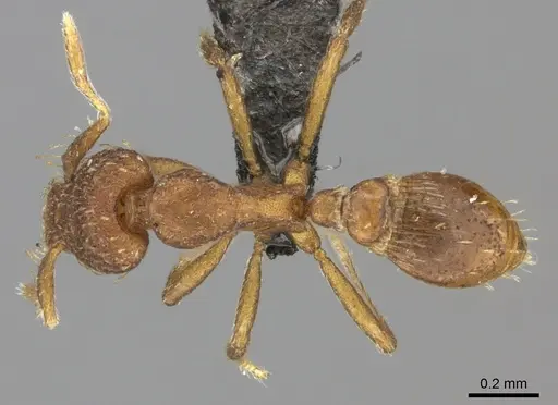 Strumigenys truncatidens specimen CASENT0235691 image casent0235691_1