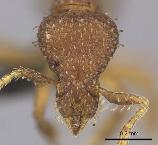 Strumigenys truncatidens specimen CASENT0235691 image casent0235691_2