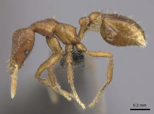 Strumigenys truncatidens specimen CASENT0235691 image casent0235691_3