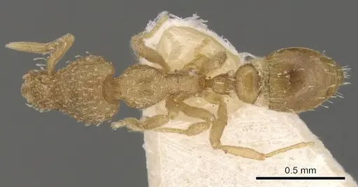 Strumigenys truncatidens specimen CASENT0900070 image casent0900070_1