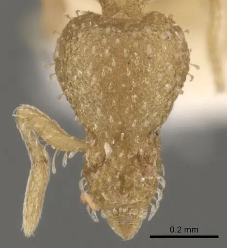 Strumigenys truncatidens specimen CASENT0900070 image casent0900070_2