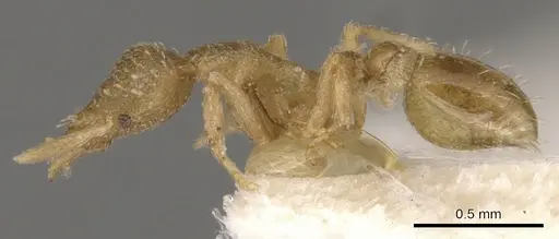 Strumigenys truncatidens specimen CASENT0900070 image casent0900070_3