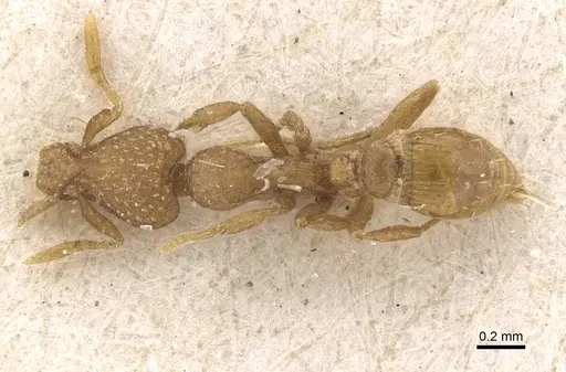 Strumigenys truncatidens specimen RMCAENT000017798 image rmcaent000017798_1