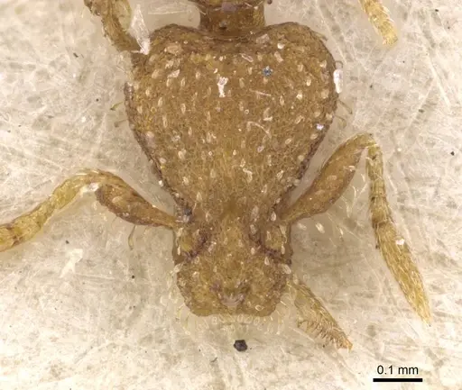 Strumigenys truncatidens specimen RMCAENT000017798 image rmcaent000017798_2