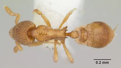 Strumigenys tukulta specimen CASENT0102593 image casent0102593_1