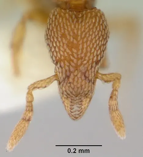 Strumigenys tukulta specimen CASENT0102593 image casent0102593_2
