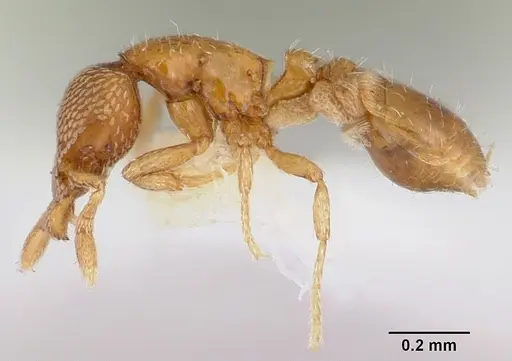 Strumigenys tukulta specimen CASENT0102593 image casent0102593_3