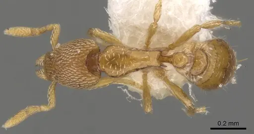 Strumigenys tukulta specimen CASENT0900052 image casent0900052_1