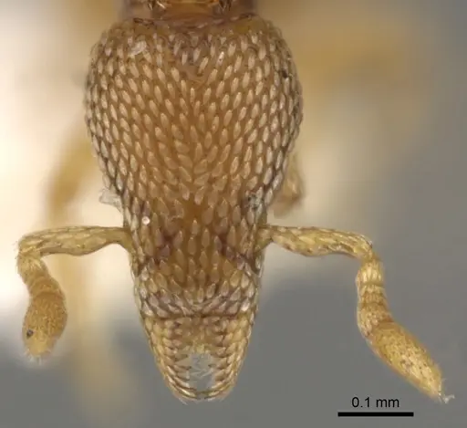 Strumigenys tukulta specimen CASENT0900052 image casent0900052_2