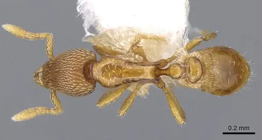 Strumigenys tukulta specimen CASENT0914726 image casent0914726_1