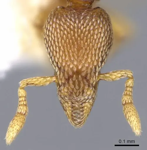 Strumigenys tukulta specimen CASENT0914726 image casent0914726_2