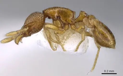 Strumigenys tukulta specimen CASENT0914726 image casent0914726_3