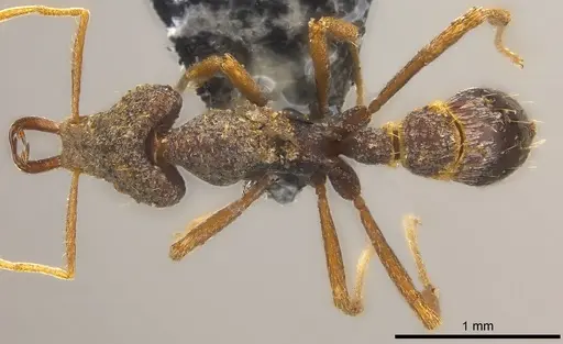 Strumigenys tumida specimen CASENT0186506 image casent0186506_1