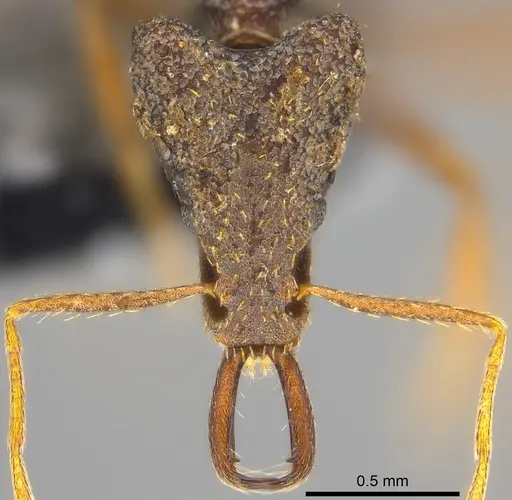 Strumigenys tumida specimen CASENT0186506 image casent0186506_2