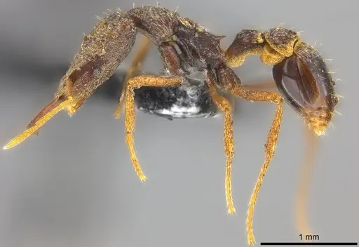 Strumigenys tumida specimen CASENT0186506 image casent0186506_3