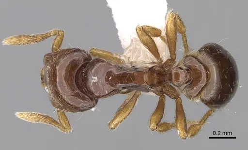 Strumigenys turpis specimen CASENT0281950 image casent0281950_1