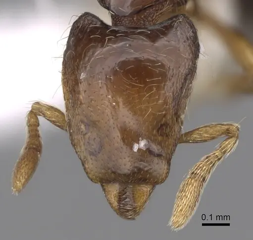 Strumigenys turpis specimen CASENT0281950 image casent0281950_2