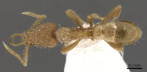 Strumigenys uberyx specimen CASENT0900813 image casent0900813_1