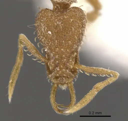 Strumigenys uberyx specimen CASENT0900813 image casent0900813_2