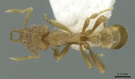 Strumigenys uberyx specimen CASENT0912866 image casent0912866_1