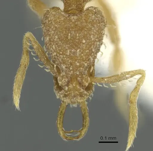 Strumigenys uberyx specimen CASENT0912866 image casent0912866_2