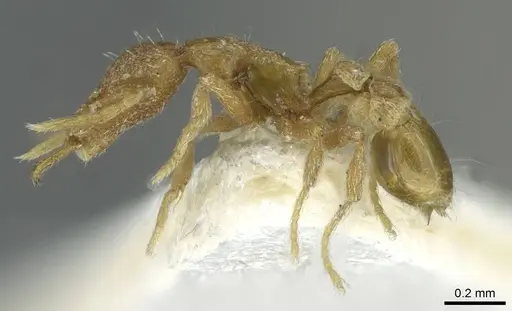 Strumigenys uberyx specimen CASENT0912866 image casent0912866_3