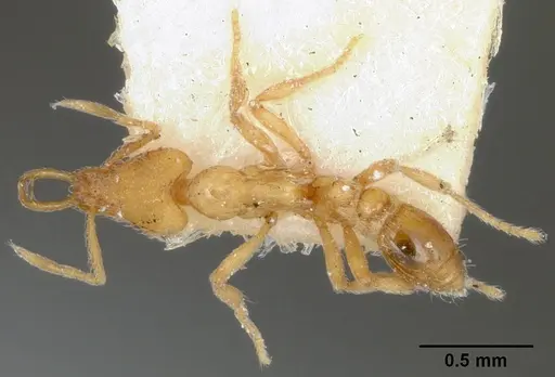 Strumigenys uichancoi specimen USNMENT00532151 image usnment00532151_1