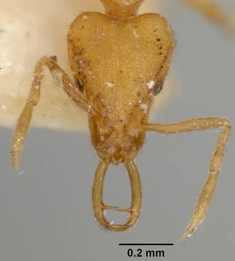 Strumigenys uichancoi specimen USNMENT00532151 image usnment00532151_2