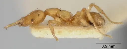 Strumigenys uichancoi specimen USNMENT00532151 image usnment00532151_3