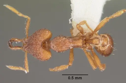 Strumigenys ulteria specimen CASENT0102566 image casent0102566_1