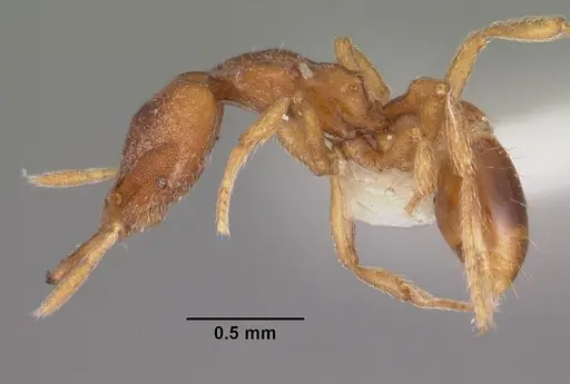 Strumigenys ulteria specimen CASENT0102566 image casent0102566_3