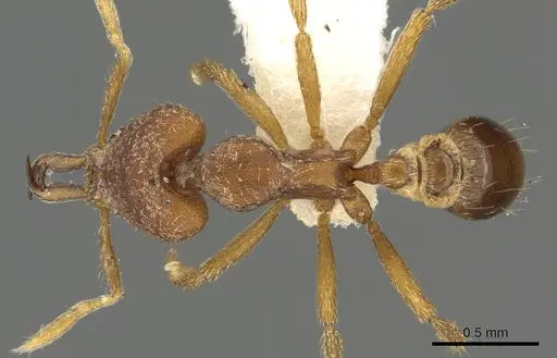 Strumigenys ulteria specimen CASENT0900886 image casent0900886_1