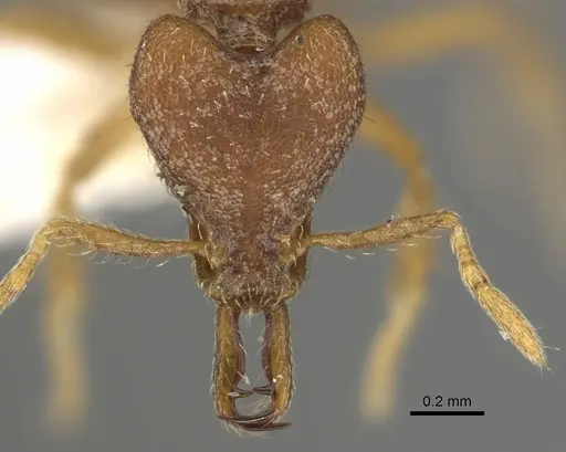 Strumigenys ulteria specimen CASENT0900886 image casent0900886_2