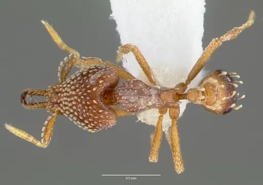 Strumigenys ultromalyx specimen CASENT0005657 image casent0005657_1