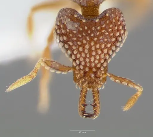 Strumigenys ultromalyx specimen CASENT0005657 image casent0005657_2