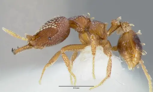 Strumigenys ultromalyx specimen CASENT0005657 image casent0005657_3