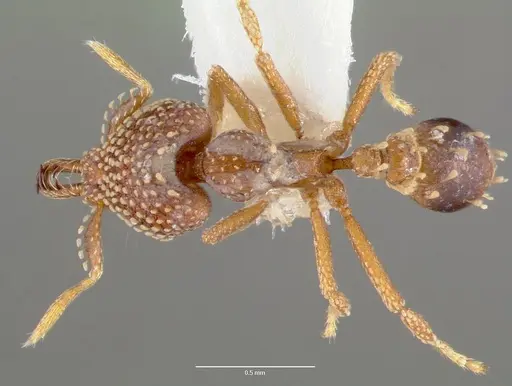 Strumigenys ultromalyx specimen CASENT0005658 image casent0005658_1