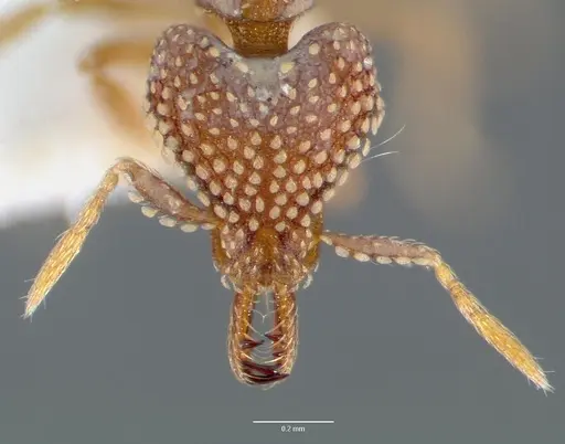 Strumigenys ultromalyx specimen CASENT0005658 image casent0005658_2