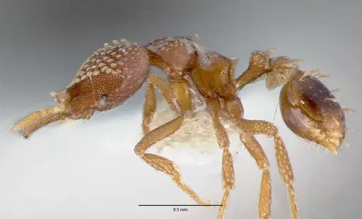 Strumigenys ultromalyx specimen CASENT0005658 image casent0005658_3