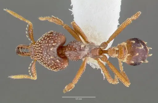 Strumigenys ultromalyx specimen CASENT0005659 image casent0005659_1