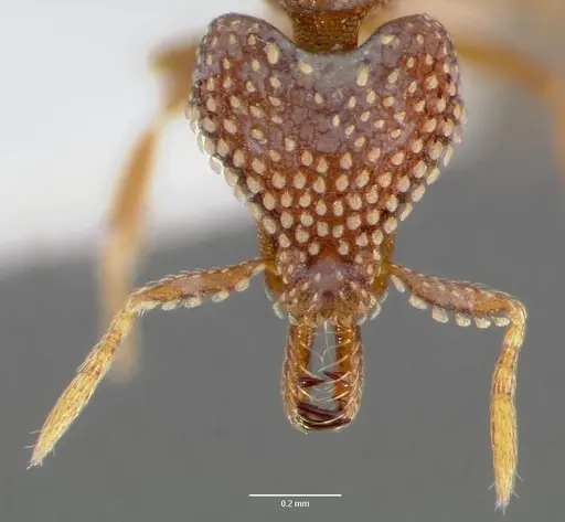 Strumigenys ultromalyx specimen CASENT0005659 image casent0005659_2
