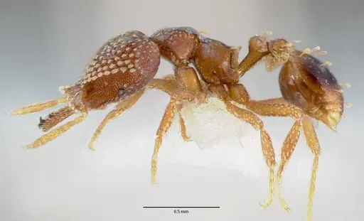 Strumigenys ultromalyx specimen CASENT0005659 image casent0005659_3
