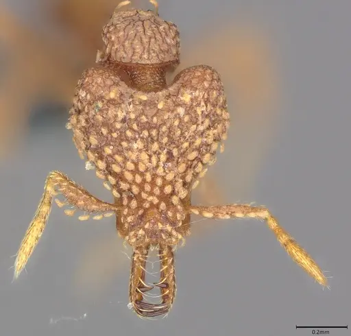 Strumigenys ultromalyx specimen CASENT0358222 image casent0358222_1