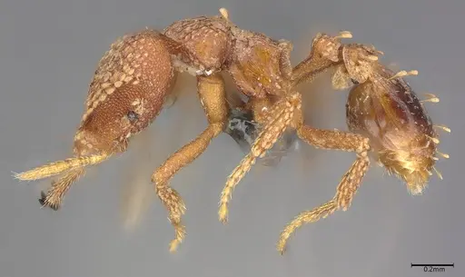 Strumigenys ultromalyx specimen CASENT0358222 image casent0358222_2